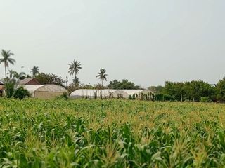 ขาย ที่ดิน ใน ท่ายาง, เพชรบุรี