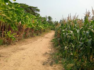 ขาย ที่ดิน ใน ท่ายาง, เพชรบุรี