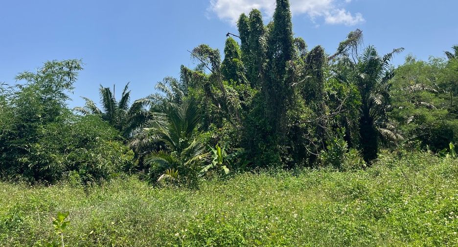 出售 土地 在 Takua Pa, Phangnga