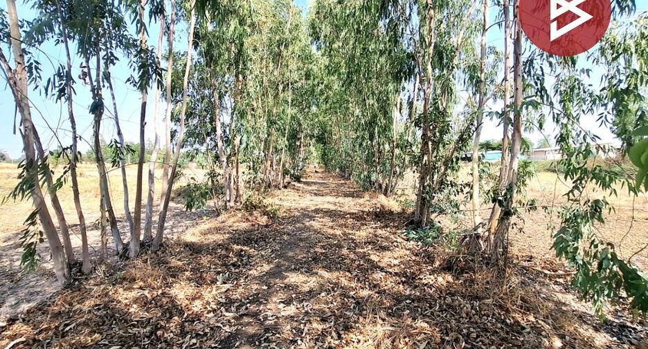 For sale land in Selaphum, Roi Et