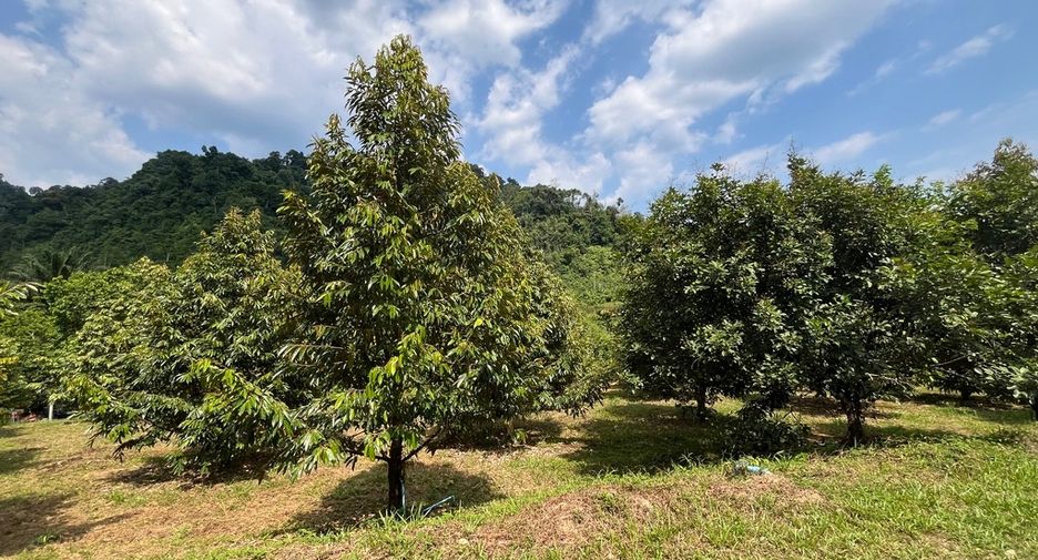 For sale land in Mueang Phangnga, Phang Nga