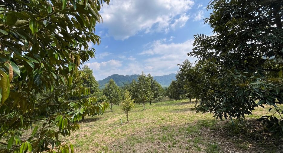 For sale land in Mueang Phangnga, Phang Nga