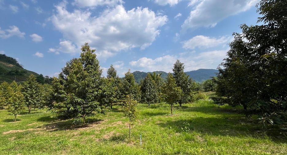 For sale land in Mueang Phangnga, Phang Nga