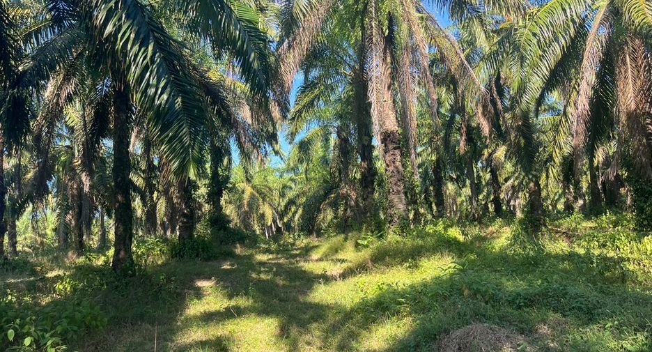 For sale land in Takua Thung, Phang Nga