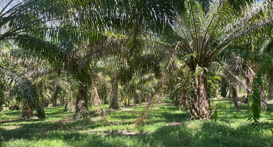 For sale land in Thai Mueang, Phang Nga