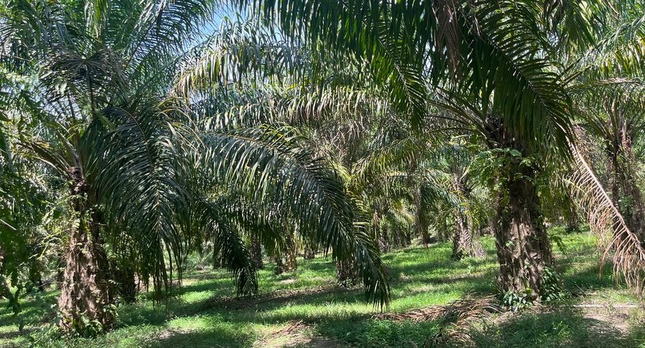 For sale land in Thai Mueang, Phang Nga