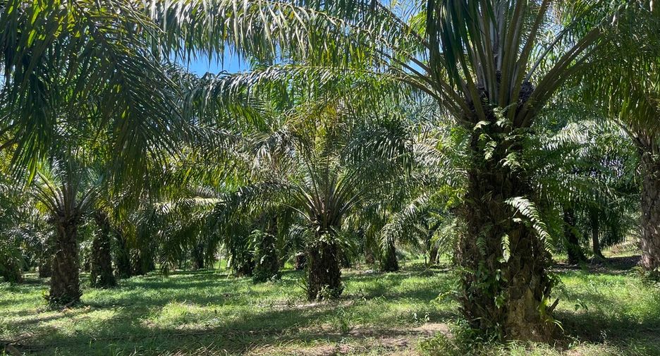 For sale land in Thai Mueang, Phang Nga