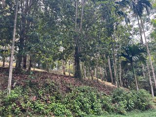 出售 土地 在 Takua Thung, Phangnga