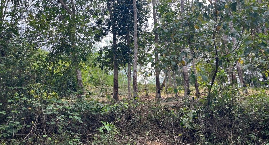 For sale land in Takua Thung, Phang Nga