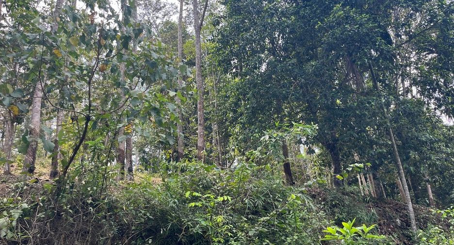 For sale land in Takua Thung, Phang Nga