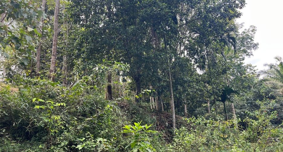 For sale land in Takua Thung, Phang Nga