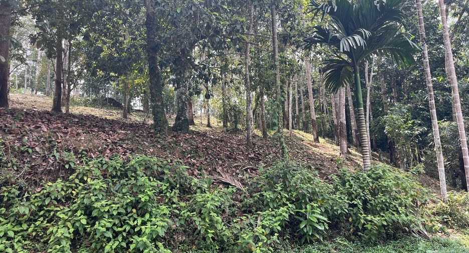 For sale land in Takua Thung, Phang Nga