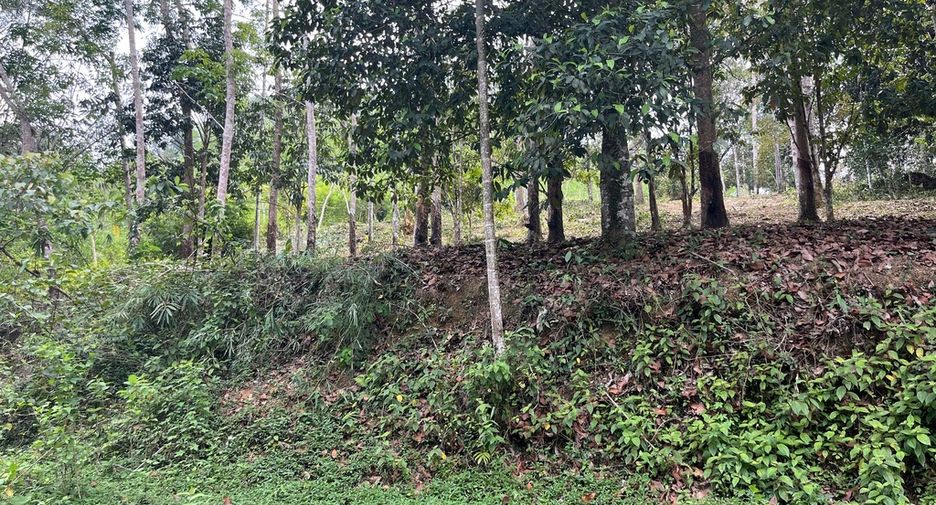 For sale land in Takua Thung, Phang Nga
