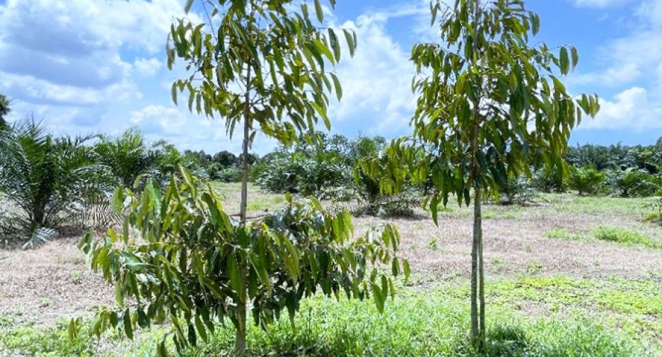 For sale land in Nopphitam, Nakhon Si Thammarat