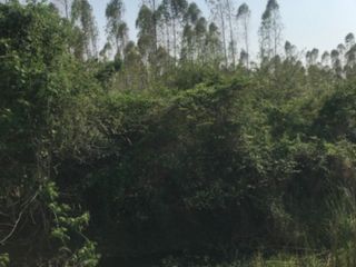 出售 土地 在 Plaeng Yao, Chachoengsao