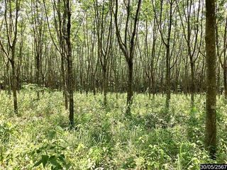 For sale land in Mueang Nongbua Lamphu, Nong Bua Lamphu