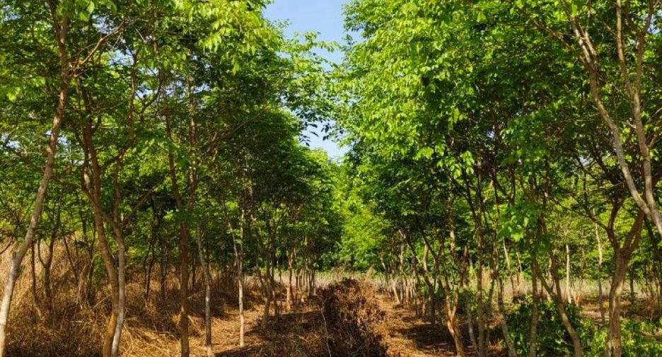 For sale 4 bedrooms house in Na Di, Prachin Buri