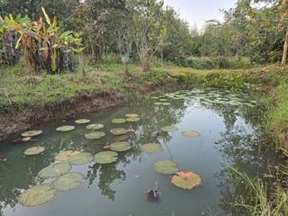 For sale land in Samoeng, Chiang Mai