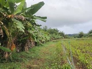 For sale land in Samoeng, Chiang Mai