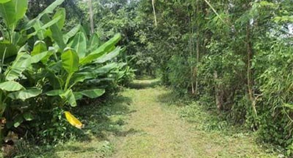For sale land in Samoeng, Chiang Mai
