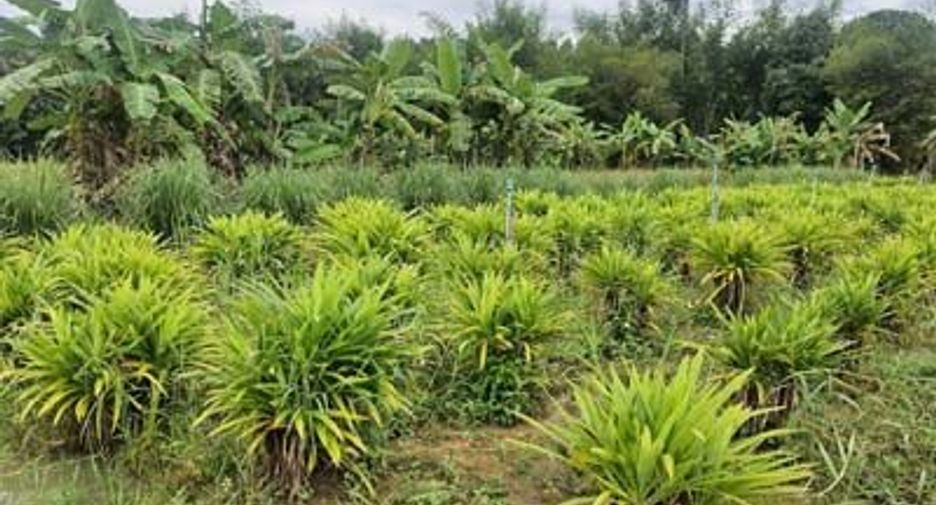 For sale land in Samoeng, Chiang Mai