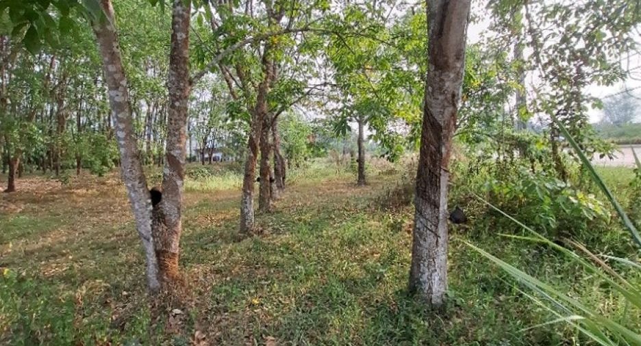 For sale land in Khun Tan, Chiang Rai