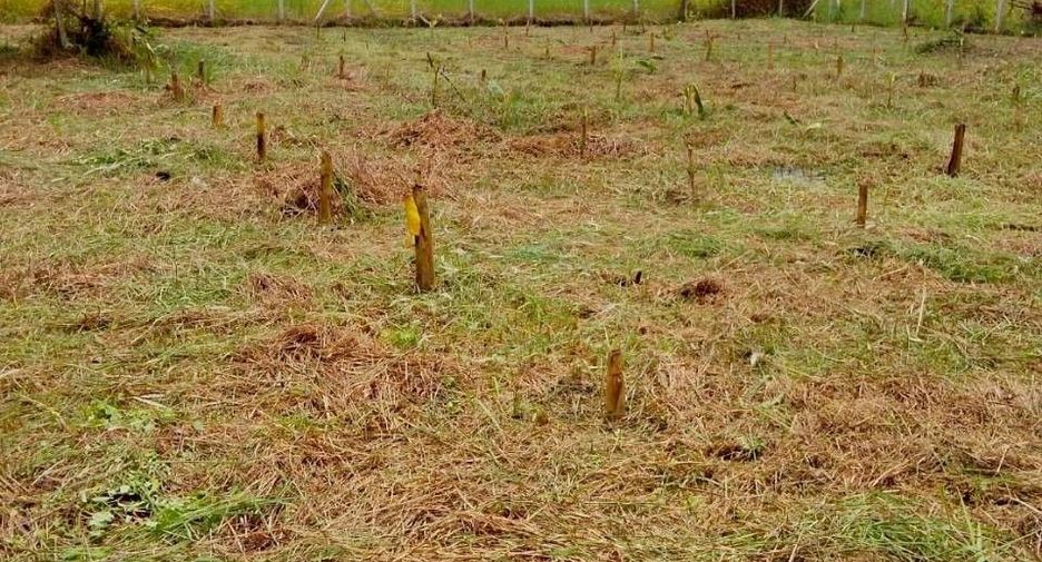 For sale land in Nong Suea, Pathum Thani