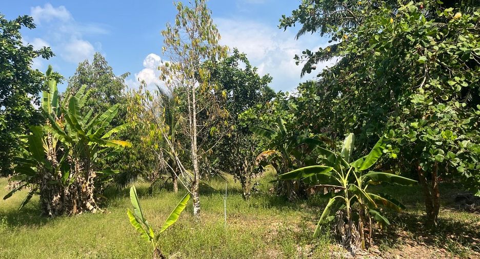 For sale land in Thai Mueang, Phang Nga
