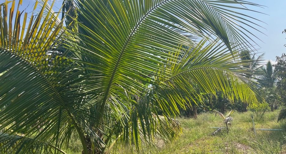 For sale land in Thai Mueang, Phang Nga