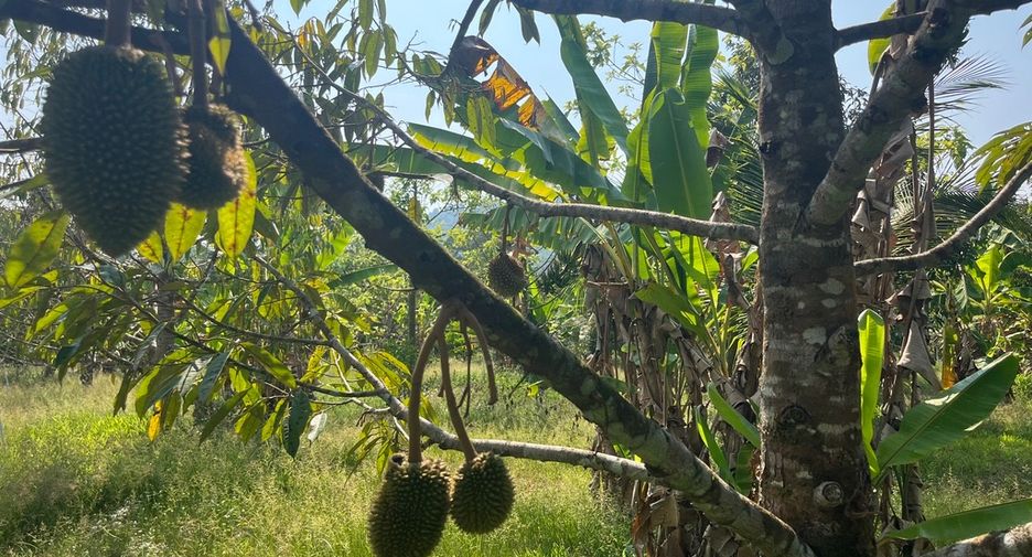 For sale land in Thai Mueang, Phang Nga