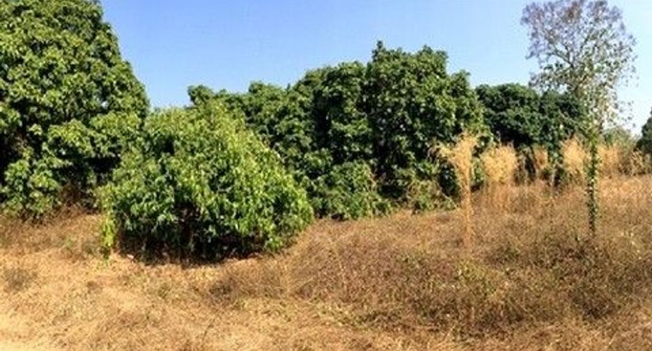 For sale land in Samoeng, Chiang Mai