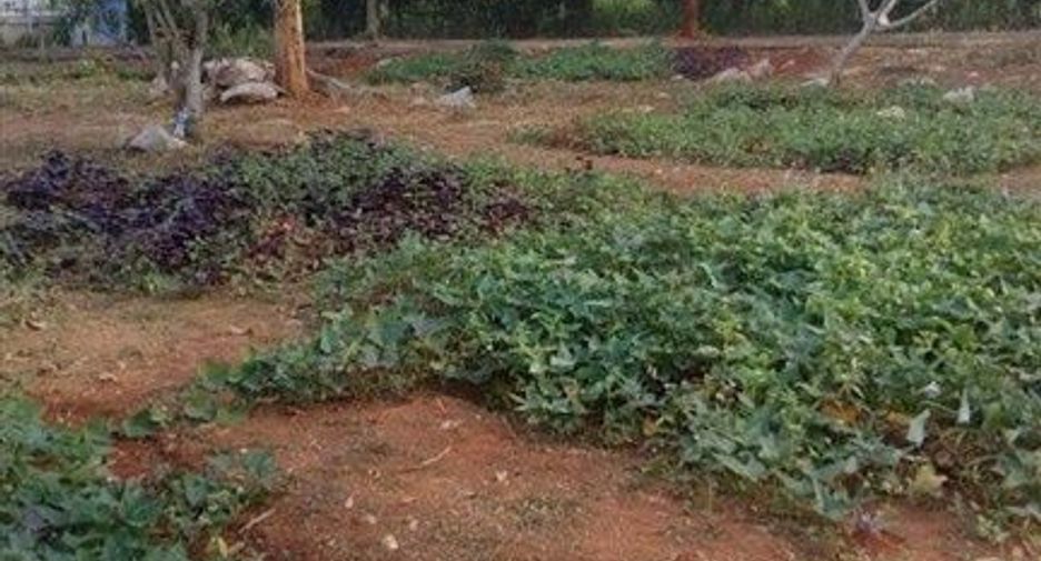 For sale land in Pak Chong, Nakhon Ratchasima