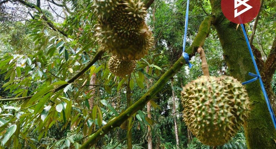 Terreno en venta en Khao Khitchakut, Chanthaburi