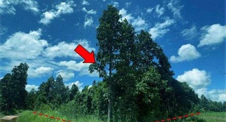 出售 土地 在 Chae Hom, Lampang
