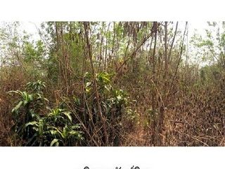 出售 土地 在 Chae Hom, Lampang