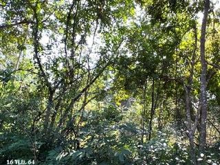 出售 土地 在 Chae Hom, Lampang