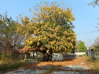 Almacén en venta de 1 habitaciones en Chae Hom, Lampang