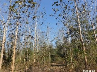 出售 土地 在 Mueang Tak, Tak