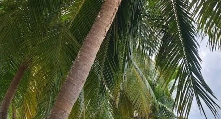For sale land in Sattahip, Chonburi