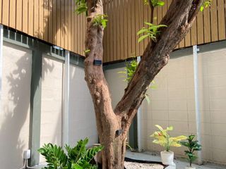 出租 商业空间 在 Watthana, 曼谷