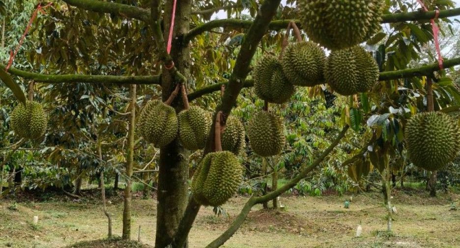 Продажа Участок в Makham, Чантхабури