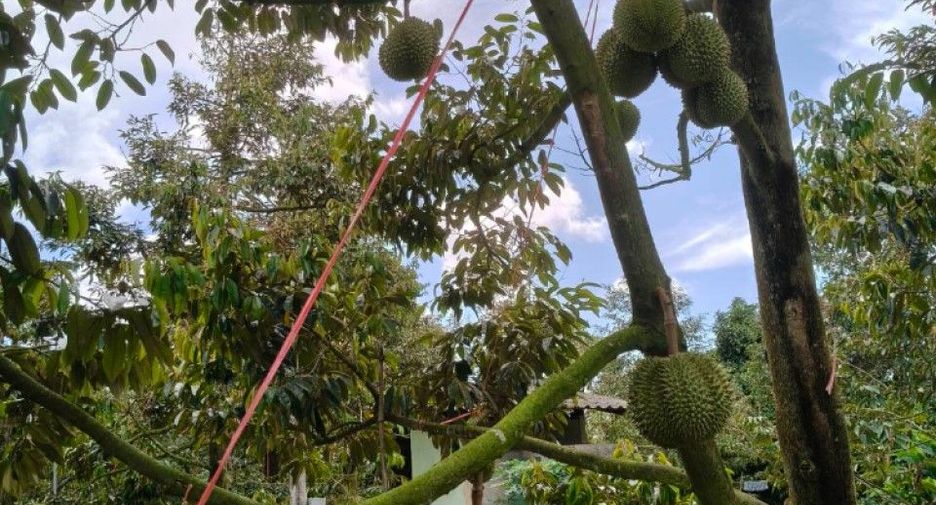 Продажа Участок в Makham, Чантхабури