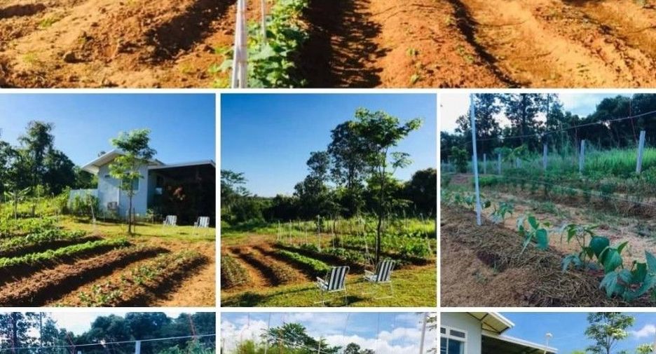 For sale land in Dan Sai, Loei