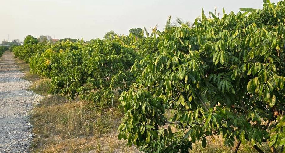 For sale land in Mueang Lamphun, Lamphun