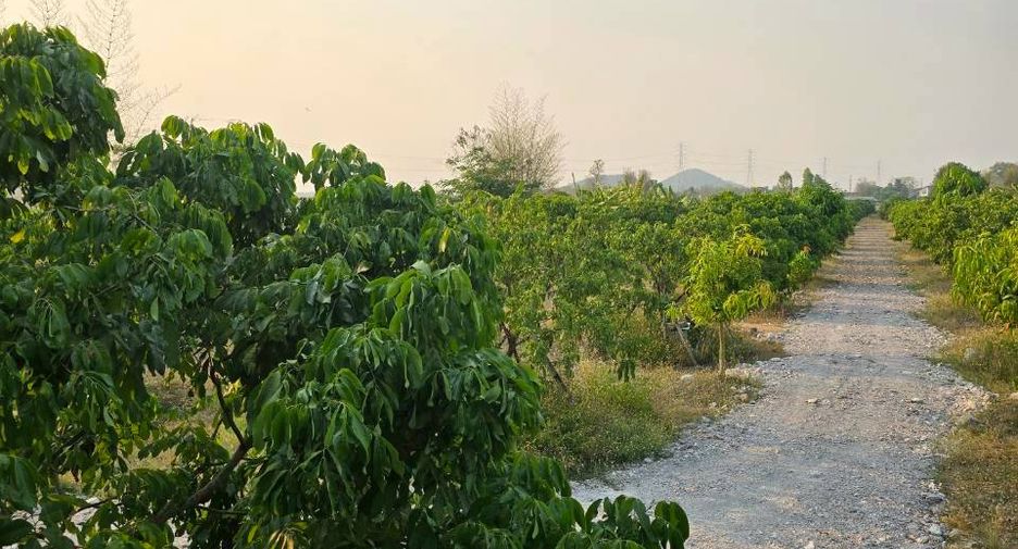 For sale land in Mueang Lamphun, Lamphun