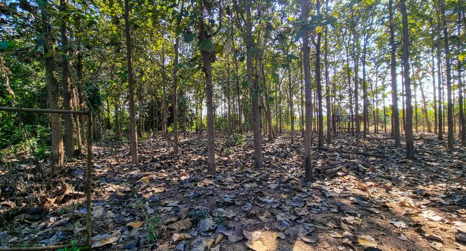 For sale land in Mae Phrik, Lampang