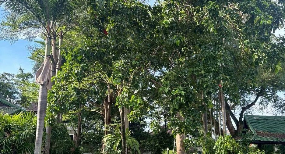 For sale land in Mueang Phuket, Phuket