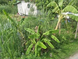 Продажа Участок в Khlong Luang, Патумтани
