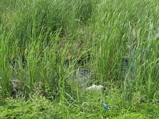 Продажа Участок в Khlong Luang, Патумтани