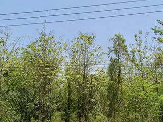 ขาย ที่ดิน ใน ท่ายาง, เพชรบุรี